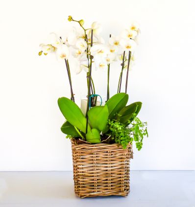 Cesta de orquideas Blancas