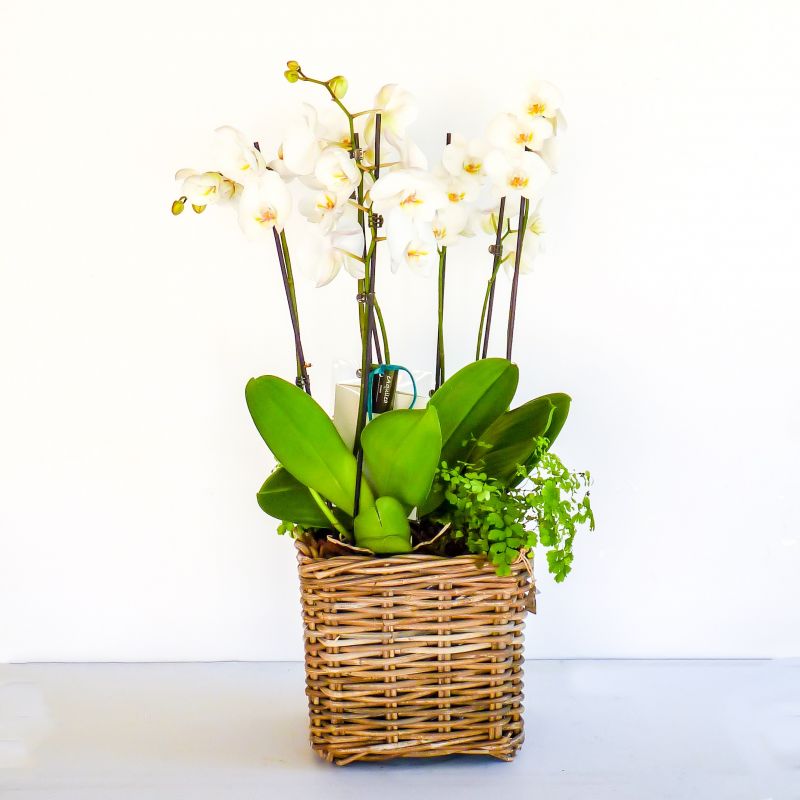 Cesta de orquideas Blancas